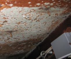 attic with mold picture, white mold in attic