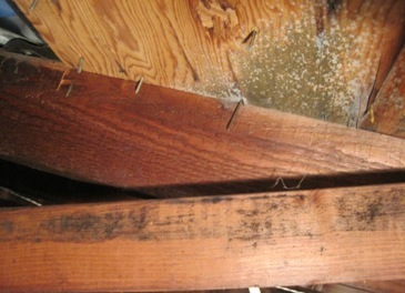 attic with mold
