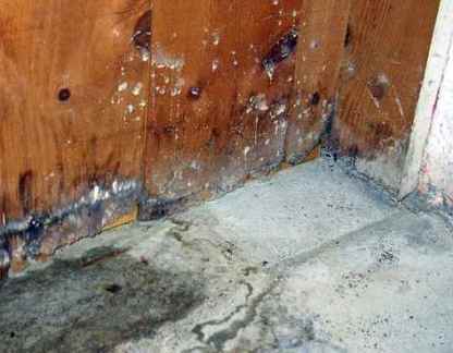 Mold in basement