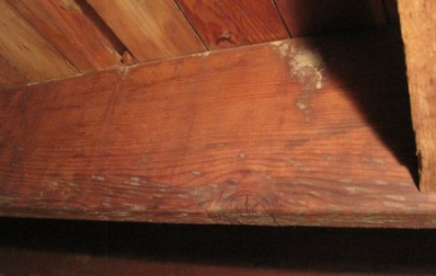 Mold on Wood