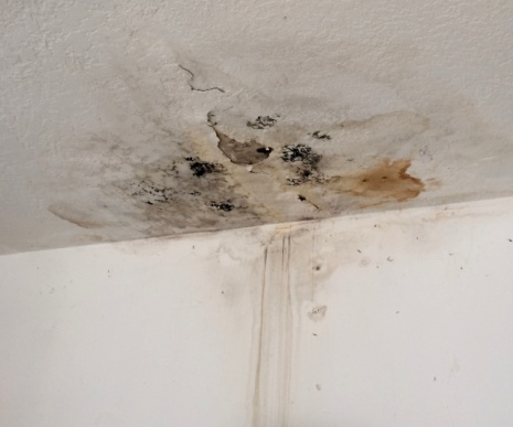 Black mold on ceiling from leak