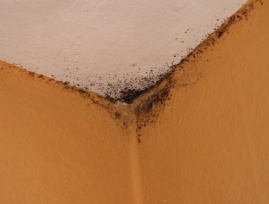 Black Mold Information