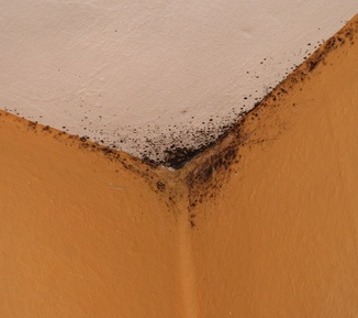 Black mold on ceiling and walls