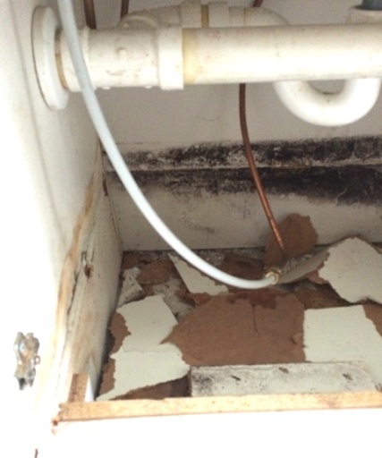 Black mold under sink