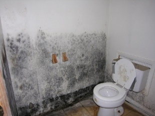 black mold photos, black mold bathroom, black mold pic
