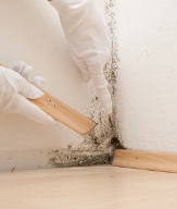 Mold Remediation Protocol