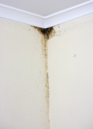 mold toxicity upstairs caused leak bathroom