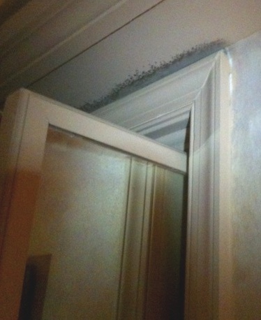 Black mold above closet door
