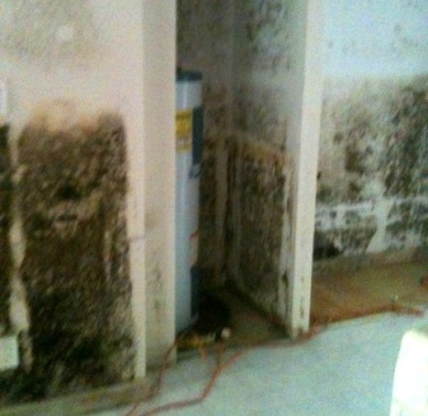 Mold after a flood