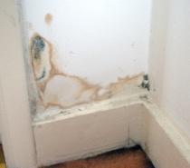 Getting Rid of Mold