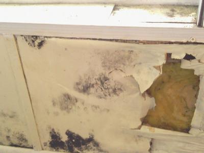 Mold under the living room window