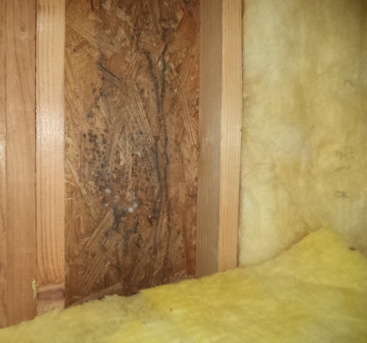 Allergy Mold Spore Count Indoor Vs. Outdoor Mold