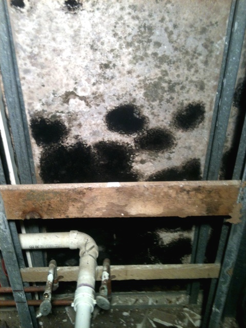 Black mold on a wall after a flood