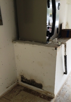 Mold from central air conditioning leak