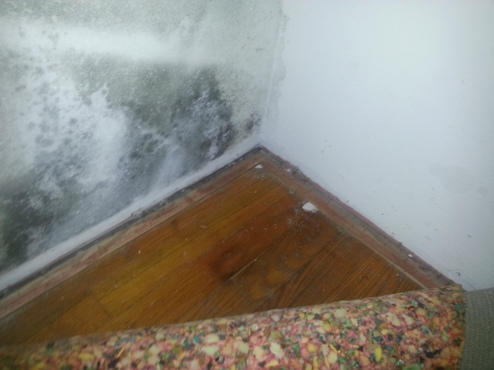 Black mold in a closet