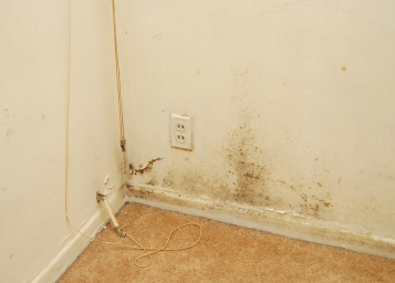 Removing mold from walls