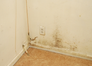 Mold walls ...........removing mold from walls Black mold in bedroom