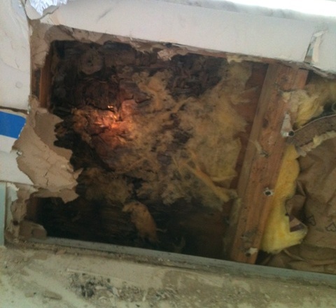 Mold inside wall and on insulation