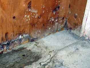Water damage mold