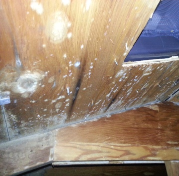 White mold in attic