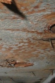 picture of mold in attic, mold in attic on ceiling