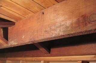 Basement mold