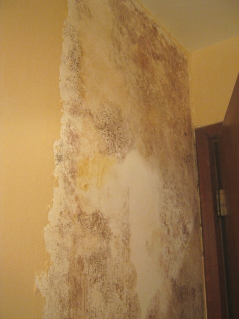 Black mold found growing under wallpaper