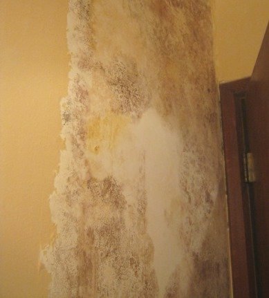 Black mold found growing behind wallpaper