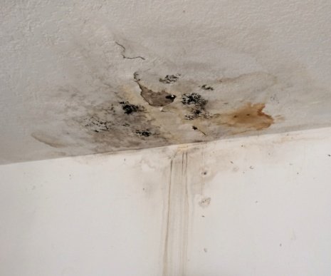 Black mold from ceiling leak