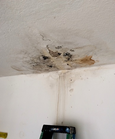 Black mold from leak in roof