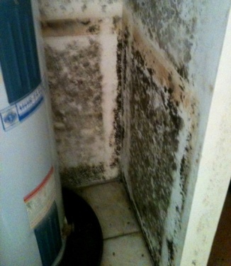 Black mold in hot water heater closet