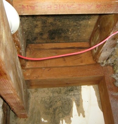 Danger of black mold