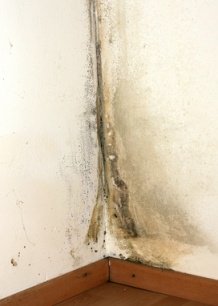 Getting Rid of Black Mold