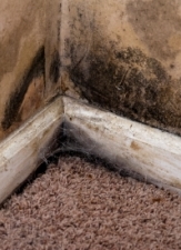 Types Of Black Mold Finding Removing Preventing Types Of Black Mold