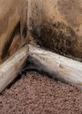 Toxic Black Mold