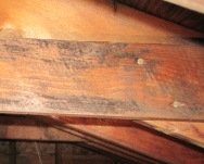 black mold pictures, black mold photos, attic mold, black mold in attic