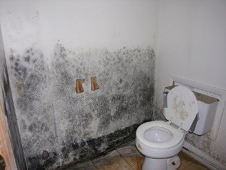 black mold in bathroom