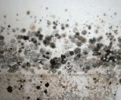 Picture of Mold
