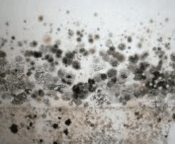 picture of black mold, black mold picture, black mold photo