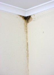 Clean Mold Mildew