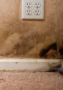 How to Eliminate Black Mold