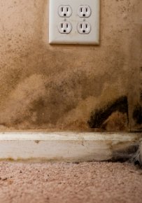 Black mold on wall and in carpeting