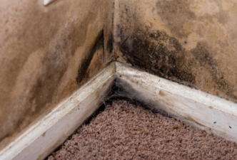 Prevent carpet mold after water damage