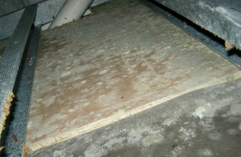 Toxic mold in crawlspace