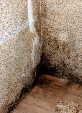 How to Eliminate Mold
