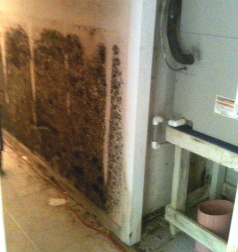 Basement mold after a flood