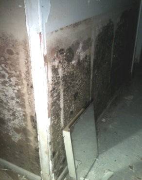 Mold in a basement after a flood