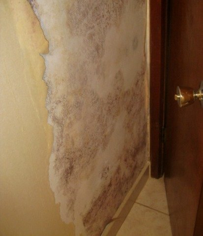 Large amount of mold under wallpaper
