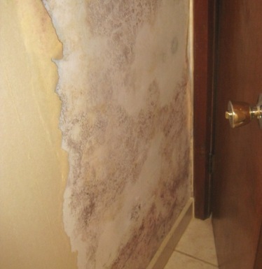 Mold behind wallpaper