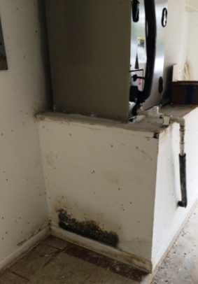 Mold from air conditioner leak